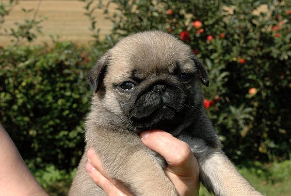 Chita Mops hvalp hundehvalp Mopser hvalpe hundehvalpe