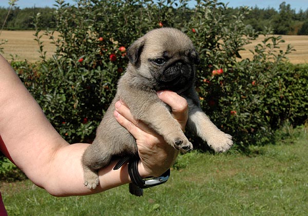 Chita Mops hvalp hundehvalp Mopser hvalpe hundehvalpe