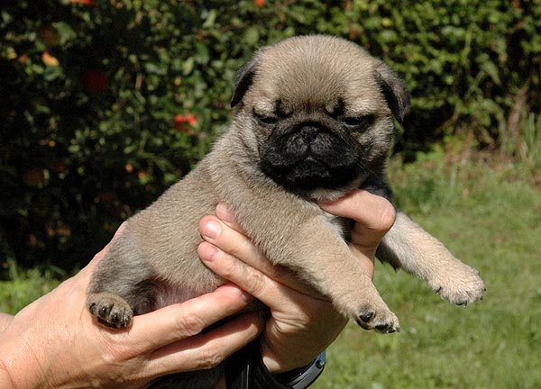 Chita Mops hvalp hundehvalp Mopser hvalpe hundehvalpe