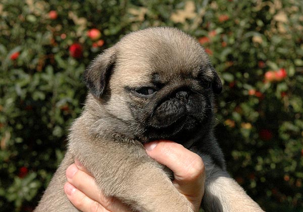 Chita Mops hvalp hundehvalp Mopser hvalpe hundehvalpe