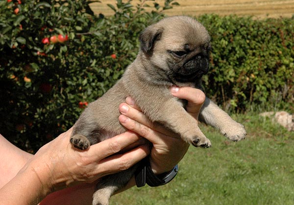Chita Mops hvalp hundehvalp Mopser hvalpe hundehvalpe
