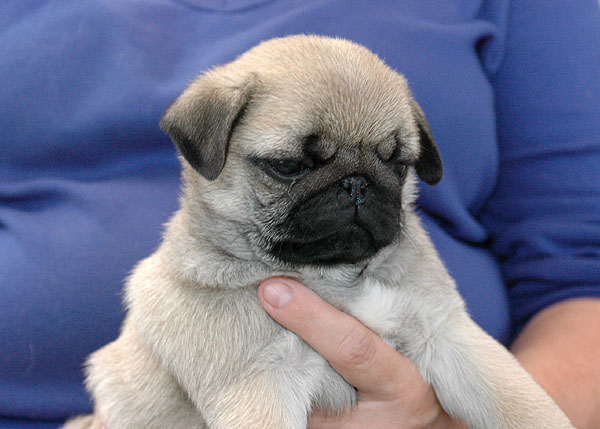Chita Mops hvalp hundehvalp Mopser hvalpe hundehvalpe