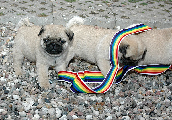 Chita Mops hvalp hundehvalp Mopser hvalpe hundehvalpe