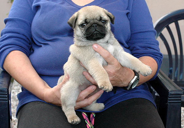 Chita Mops hvalp hundehvalp Mopser hvalpe hundehvalpe