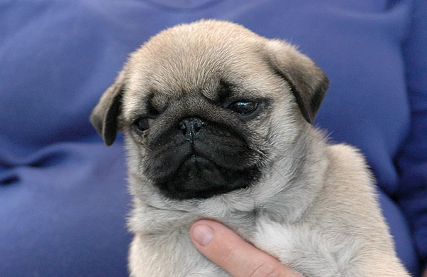 Chita Mops hvalp hundehvalp Mopser hvalpe hundehvalpe