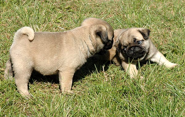Chloe Mops hvalp hundehvalp Mopser hvalpe hundehvalpe