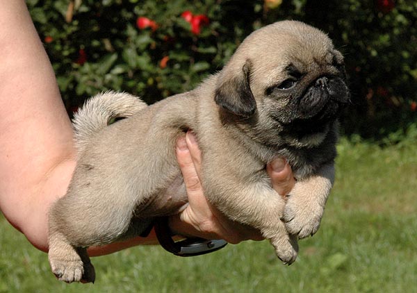 Chloe Mops hvalp hundehvalp Mopser hvalpe hundehvalpe