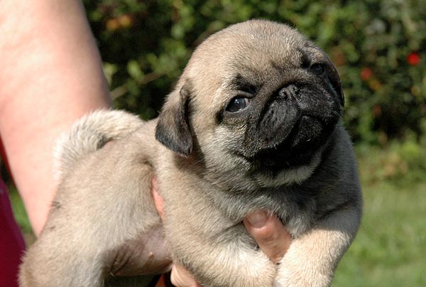 Chloe Mops hvalp hundehvalp Mopser hvalpe hundehvalpe