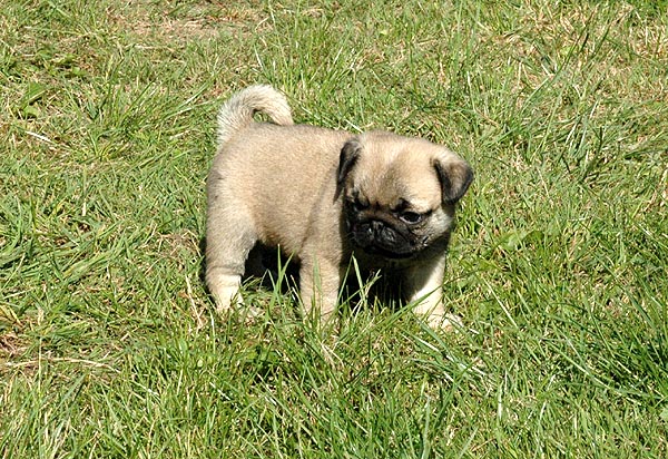 Chloe Mops hvalp hundehvalp Mopser hvalpe hundehvalpe