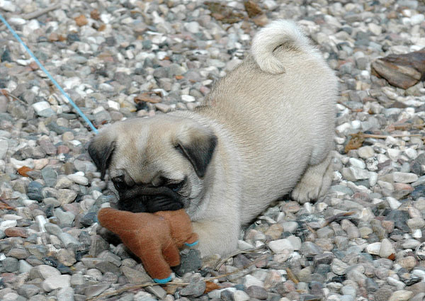 Chloe Mops hvalp hundehvalp Mopser hvalpe hundehvalpe