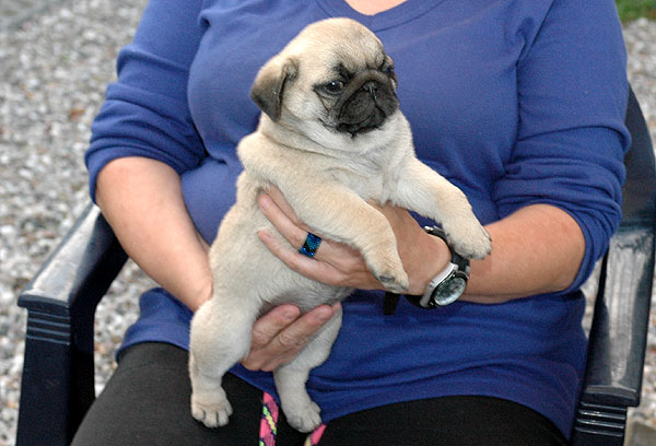Chloe Mops hvalp hundehvalp Mopser hvalpe hundehvalpe