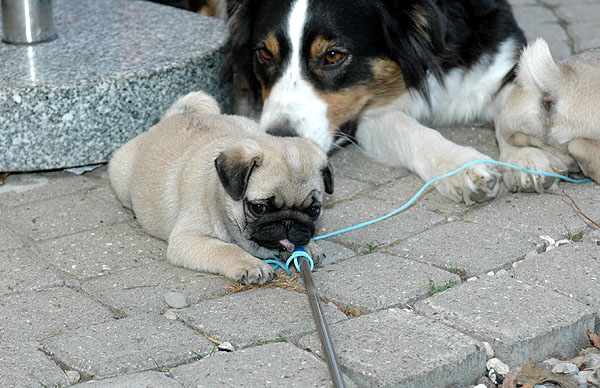 Chloe Mops hvalp hundehvalp Mopser hvalpe hundehvalpe