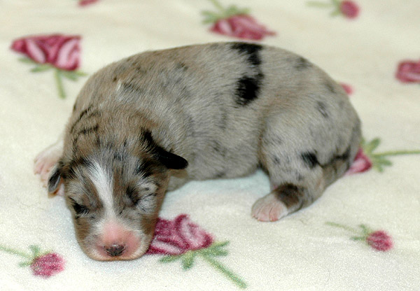Cia Aussie hvalp hundehvalp Australian Shepherd hvalpe hundehvalpe
