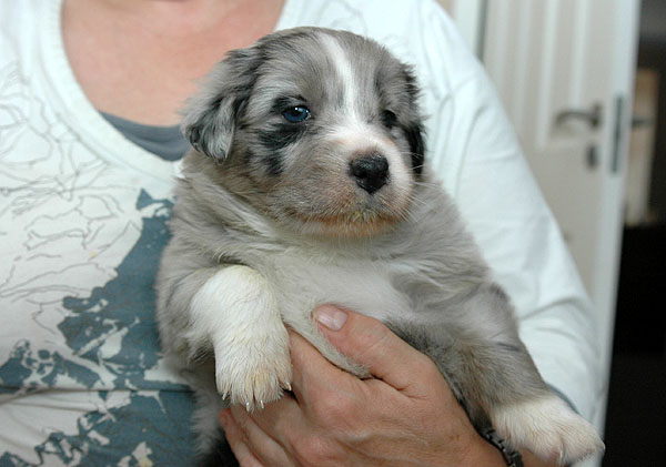 Cia Aussie hvalp hundehvalp Australian Shepherd hvalpe hundehvalpe