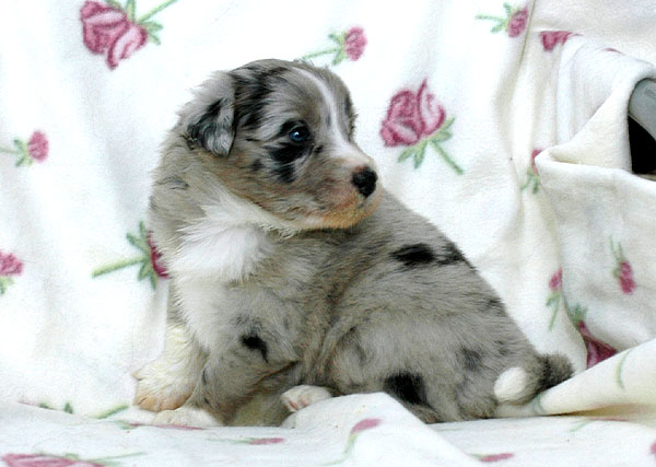 Cia Aussie hvalp hundehvalp Australian Shepherd hvalpe hundehvalpe