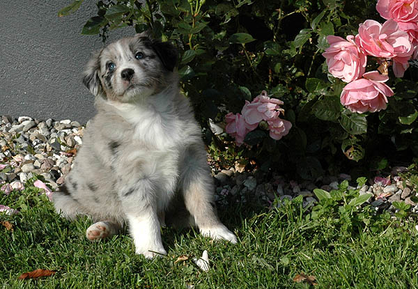 Cia Aussie hvalp hundehvalp Australian Shepherd hvalpe hundehvalpe