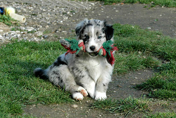 Cia Aussie hvalp hundehvalp Australian Shepherd hvalpe hundehvalpe