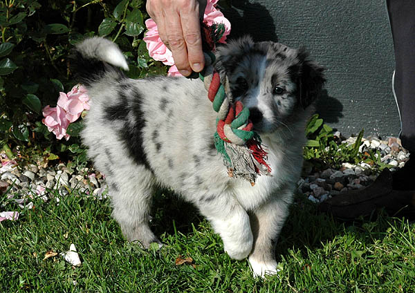 Cia Aussie hvalp hundehvalp Australian Shepherd hvalpe hundehvalpe