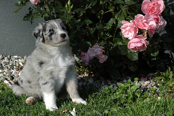 Cia Aussie hvalp hundehvalp Australian Shepherd hvalpe hundehvalpe