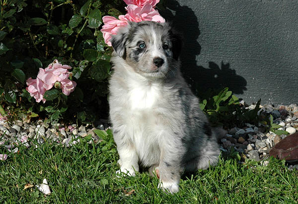 Cia Aussie hvalp hundehvalp Australian Shepherd hvalpe hundehvalpe