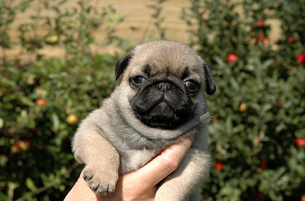 Cici Mops hvalp hundehvalp Mopser hvalpe hundehvalpe