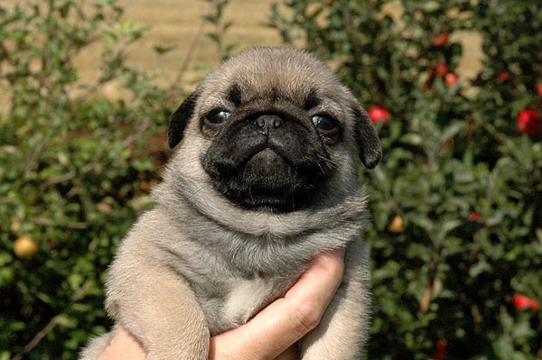 Cici Mops hvalp hundehvalp Mopser hvalpe hundehvalpe