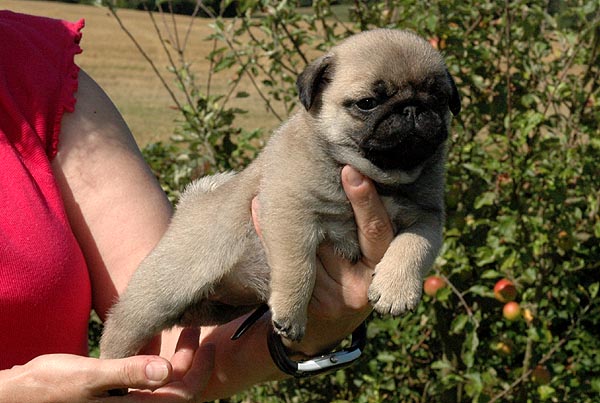 Cici Mops hvalp hundehvalp Mopser hvalpe hundehvalpe