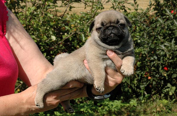Cici Mops hvalp hundehvalp Mopser hvalpe hundehvalpe