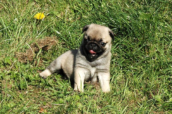Cici Mops hvalp hundehvalp Mopser hvalpe hundehvalpe