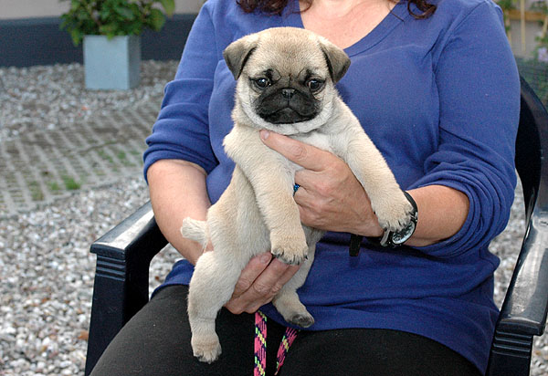 Cici Mops hvalp hundehvalp Mopser hvalpe hundehvalpe
