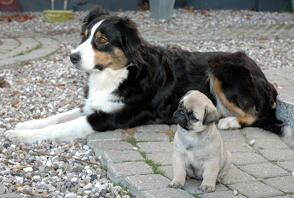 Cici Mops hvalp hundehvalp Mopser hvalpe hundehvalpe