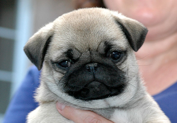 Cici Mops hvalp hundehvalp Mopser hvalpe hundehvalpe