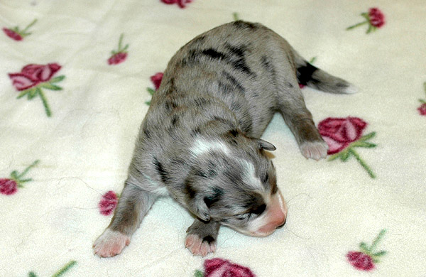 Cilas Aussie hvalp hundehvalp Australian Shepherd hvalpe hundehvalpe