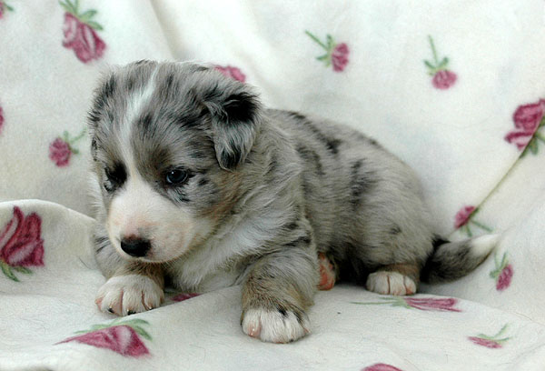 Cilas Aussie hvalp hundehvalp Australian Shepherd hvalpe hundehvalpe