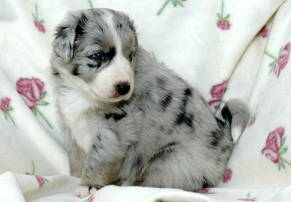 Cilas Aussie hvalp hundehvalp Australian Shepherd hvalpe hundehvalpe