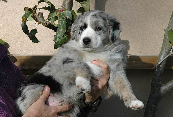 Cilas Aussie hvalp hundehvalp Australian Shepherd hvalpe hundehvalpe