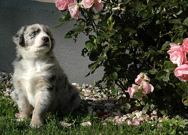 Cilas Aussie hvalp hundehvalp Australian Shepherd hvalpe hundehvalpe