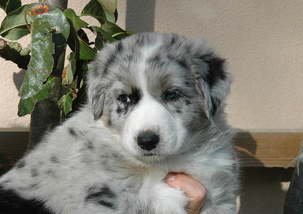 Cilas Aussie hvalp hundehvalp Australian Shepherd hvalpe hundehvalpe