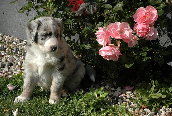 Cilas Aussie hvalp hundehvalp Australian Shepherd hvalpe hundehvalpe