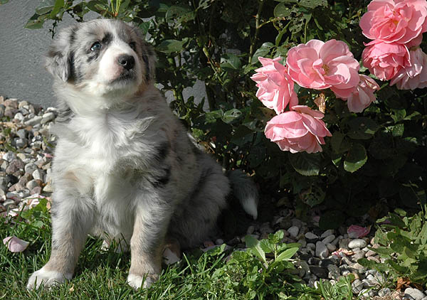 Cilas Aussie hvalp hundehvalp Australian Shepherd hvalpe hundehvalpe