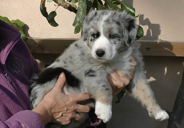 Cilas Aussie hvalp hundehvalp Australian Shepherd hvalpe hundehvalpe