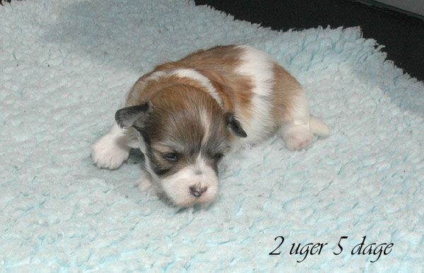 Cille bichon havanese hvalp hundehvalp bichon havanais hvalpe hundehvalpe