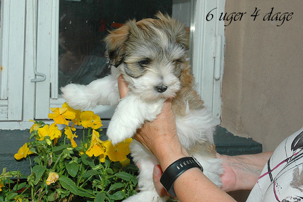 Cille bichon havanese hvalp hundehvalp bichon havanais hvalpe hundehvalpe