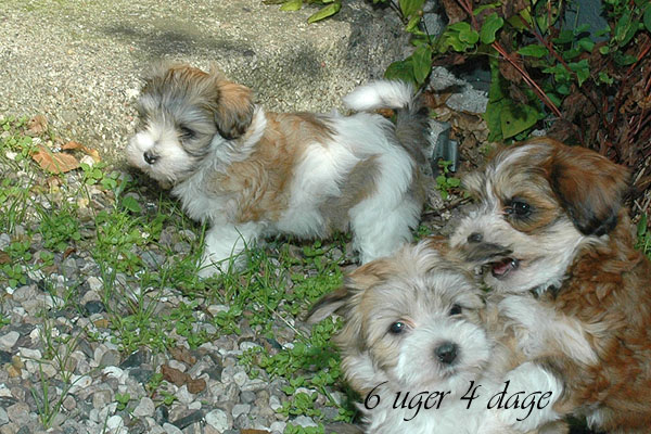 Cille bichon havanese hvalp hundehvalp bichon havanais hvalpe hundehvalpe