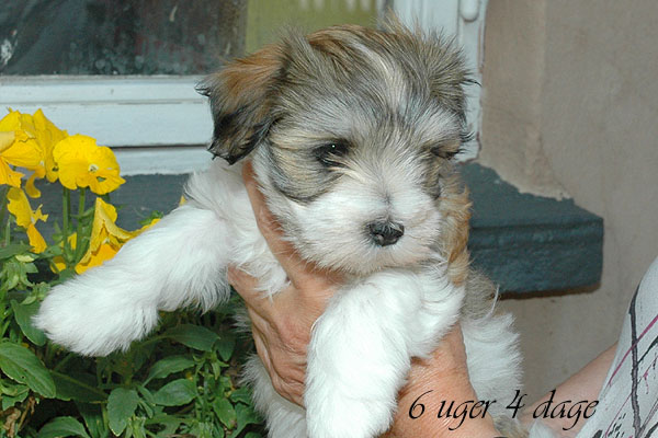 Cille bichon havanese hvalp hundehvalp bichon havanais hvalpe hundehvalpe