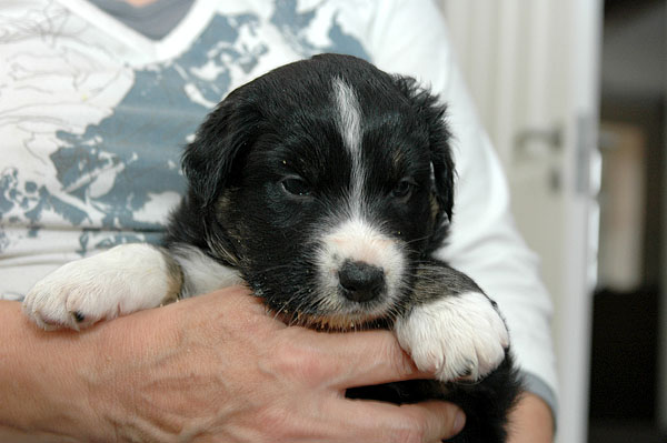 Cissy Aussie hvalp hundehvalp Australian Shepherd hvalpe hundehvalpe