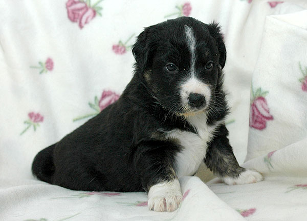 Cissy Aussie hvalp hundehvalp Australian Shepherd hvalpe hundehvalpe