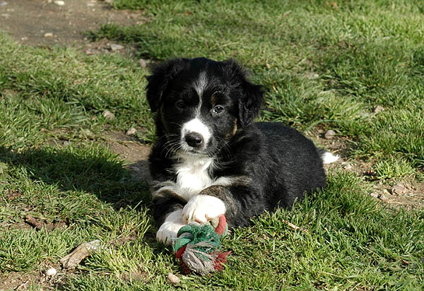 Cissy Aussie hvalp hundehvalp Australian Shepherd hvalpe hundehvalpe