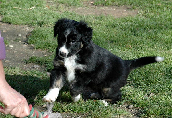 Cissy Aussie hvalp hundehvalp Australian Shepherd hvalpe hundehvalpe