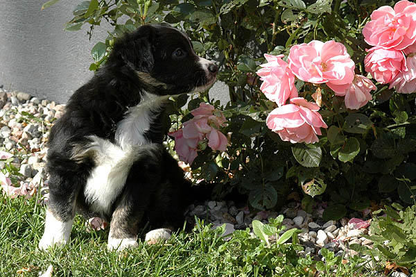 Cissy Aussie hvalp hundehvalp Australian Shepherd hvalpe hundehvalpe